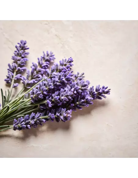 Lazartigue Neutralize Shampoo 250mL