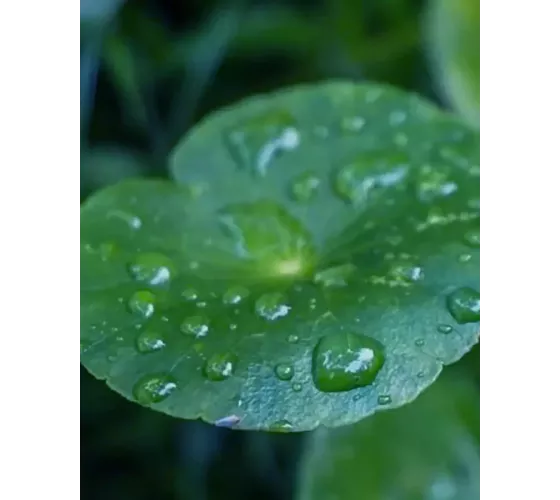 Lazartigue Cica-calm Dermo Beruhigendes Shampoo...