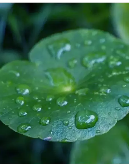 Lazartigue Cica-calm Dermo Beruhigendes Shampoo 250mL