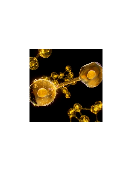 Institut Esthederm Excellage créme pot 50 ml