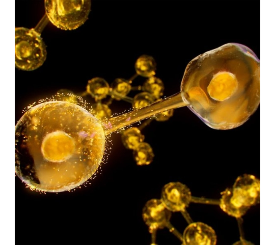 Institut Esthederm Excellage refill cream